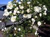 Rosa spinosissima - Bibernellrose