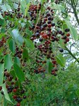 Prunus mahaleb - Steinweichsel