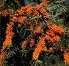 Hippophae rhamnoides - Sanddorn "Friesdorfer Orange"