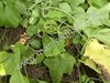 Melothria scabra - Mexikanische Minigurke
