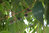 Celtis australis - Rote Lotusbeere