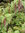 Leycesteria formosa - Karamellbeere