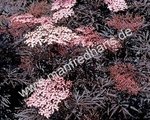Sambucus nigra - Roter Duft-Holunder "Black Lace" ®
