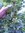 Ribes uva-crispa - Grüne Zuckerstachelbeere