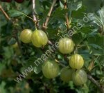 Ribes uva-crispa - Grüne Zuckerstachelbeere