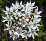 Allium ramosum - Duftblütenknoblauch