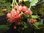 Ribes rubrum - Johannisbeere “Rosa Helene“