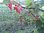 Ribes rubrum - Johannisbeere “Rosa Helene“
