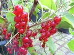 Ribes rubrum - Johannisbeere “Rote aus Böhmen“