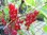 Ribes rubrum - Johannisbeere “Rote aus Böhmen“