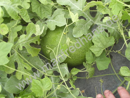 Citrullus lanatus - Melone "Sweet Sibirian"