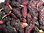 Morus nigra -  Hybride-Maulbeere “Wellington“