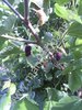 Morus nigra -  Hybride-Maulbeere “Wellington“
