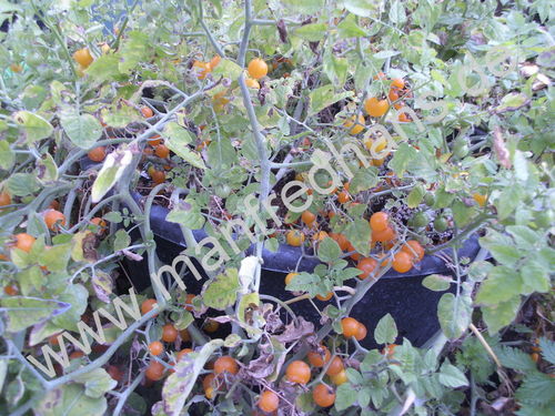 Solanum lycopersicum - Orangefarbene Wildtomate