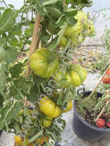 Solanum lycopersicum - Fleischtomate "Evergreen"
