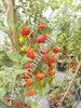 Solanum lycopersicum - Obsttomate aus Taiwan