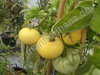 Solanum lycopersicum - Tomate "Gelbe Schönheit"