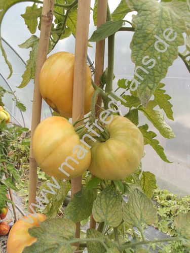 Solanum lycopersicum - Tomate "Elfie"