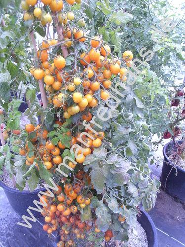 Solanum lycopersicum - Tomate "Katinka"