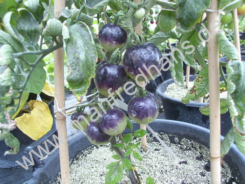 Solanum lycopersicum caeruleum - Blaue Tomate
