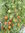 Solanum lycopersicum var. Cerasiforme  - Cocktailtomate "Bajawa"