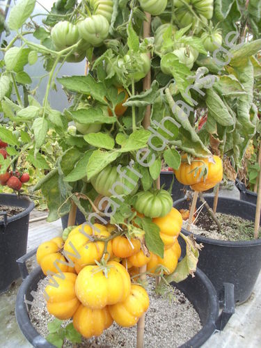 Solanum lycopersicum - Tomate "Yellow Ruffled"