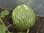 Cucurbita ficifolia - Engelshaarkuerbis