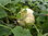 Cucurbita maxima - Russischer Bratkürbis