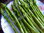 Asparagus acutifolius - Wildspargel aus Istrien