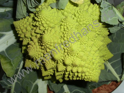 Brassica oleracea convar. botrytis - Blumenkohl 'Romanesco'