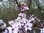 Prunus salicina x Prunus cerasifera - Blutpflaume “Hollywood“