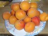 Prunus armeniaca - Aprikose “Orangered“