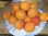 Prunus armeniaca - Aprikose “Orangered“