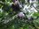 Prunus domestica – Genuss-Zwetschge “Hanita®“