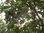 Prunus domestica – Genuss-Zwetschge “Hanita®“