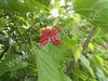 Morus rubra - Rote Maulbeere aus Rumänien