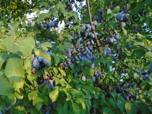 Prunus domestica - Zuckerzwetschge vom Balkan