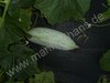 Trichosanthes anguina - Schlangenhaargurke "Rat Gourd"