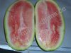 Citrullus lanatus - Wassermelone "Congo"