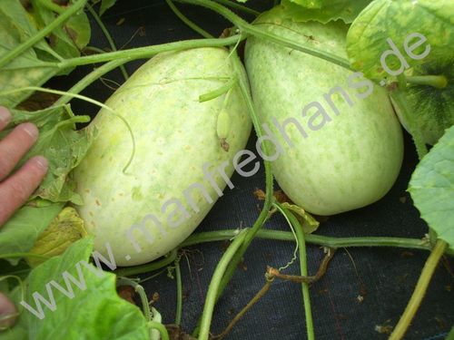 Cucumis melo - Madagaskarmelone "Voatango"