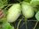 Cucumis melo - Madagaskarmelone "Voatango"