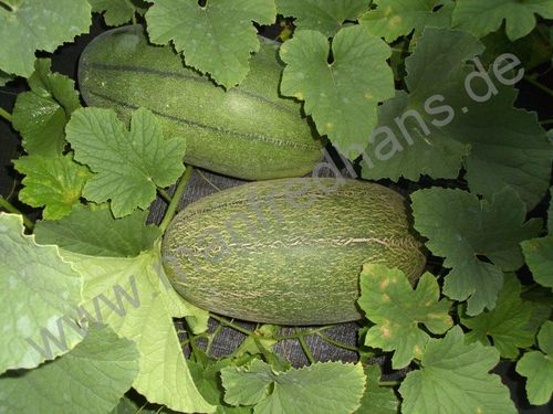 Cucumis melo - Japanische Melone "Naga Shima Uri"