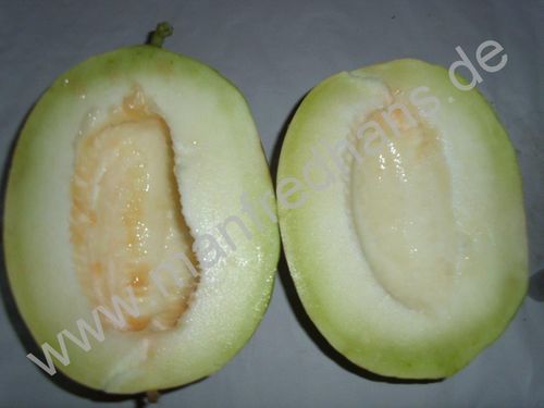 Cucumis melo - Melone "Tondo di Fasano"
