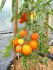 Solanum lycopersicum - Tomate "Auriga"