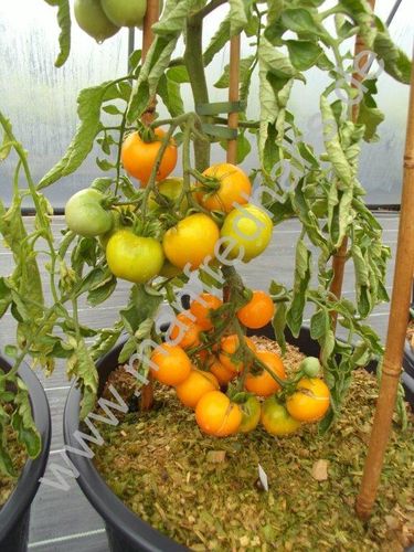 Solanum lycopersicum - Tomate "Goldene Königin"