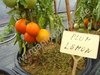 Solanum lycopersicum - Tomate "Plum Lemon"