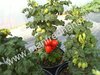 Solanum lycopersicum - Tomate "Curley Kaley"