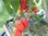 Solanum lycopersicum - Ketchuptomate "Marzano"