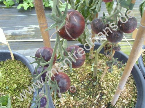 Solanum lycopersicum - Tomate "Bosque blue"