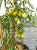 Solanum lycopersicum - Tomate "Green Pear"